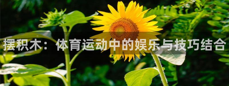 海南一竞技官网下载：摆积木：体育运动中的娱乐与技巧结